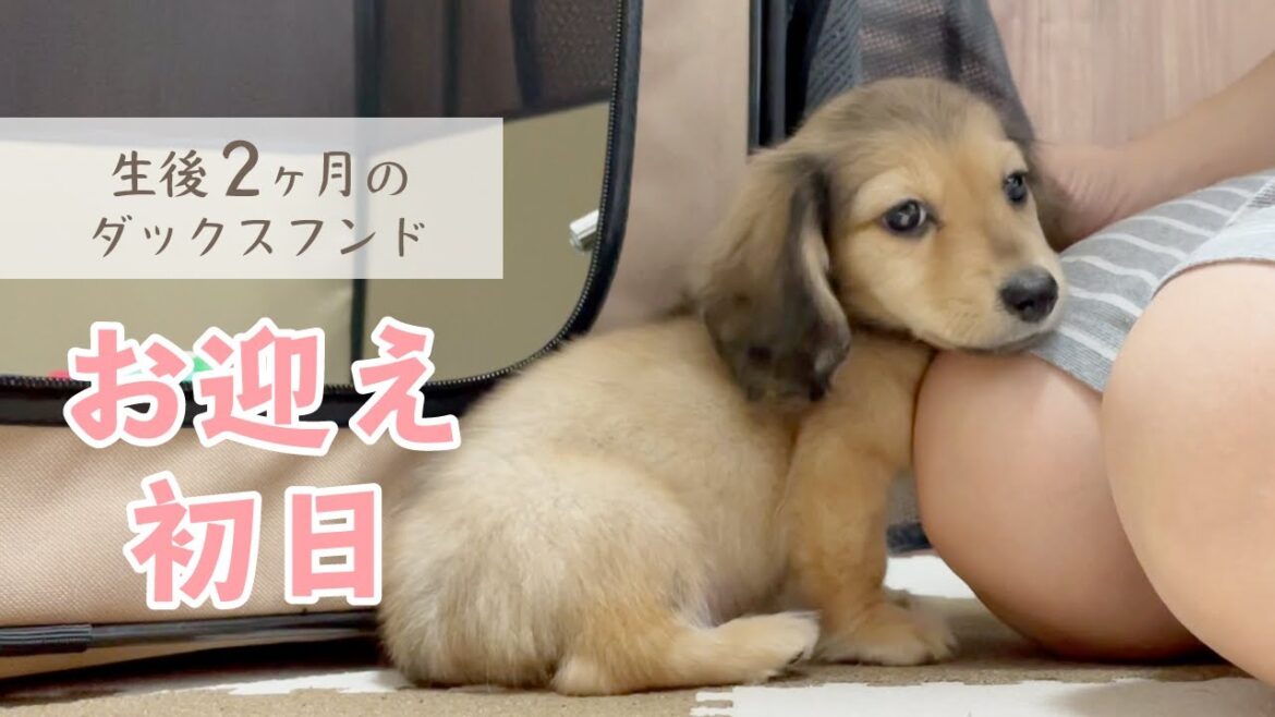 生後2ヶ月のミニチュアダックスフンドの子犬が来た【お迎え初日】 生後2ヶ月のミニチュアダックスフンドの子犬が来た【お迎え初日】