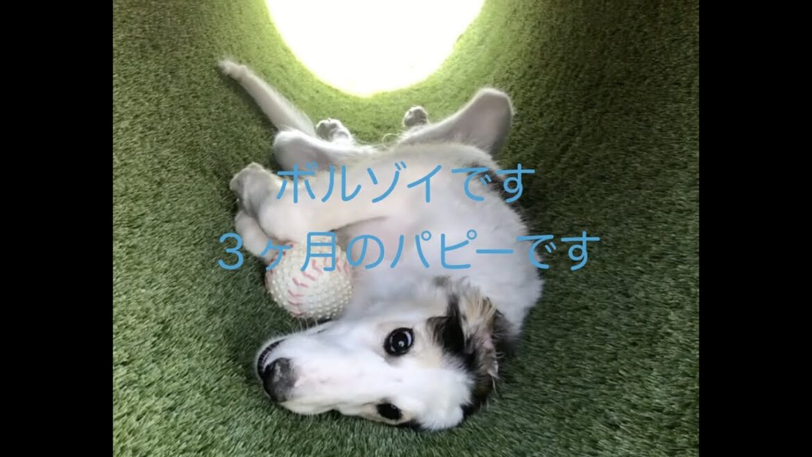 ボルゾイチャンネル＃ボルゾイ