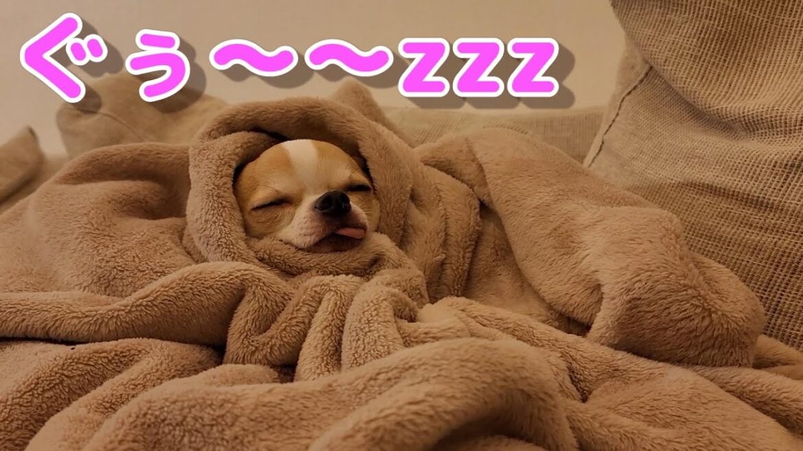 毛布で快適に眠る僧侶に似たスムースチワワ犬🐶💘💛 　chihuahua dog likes his blanket.（スムチー、スムースコートチワワ、tiwawa. chiwawa）