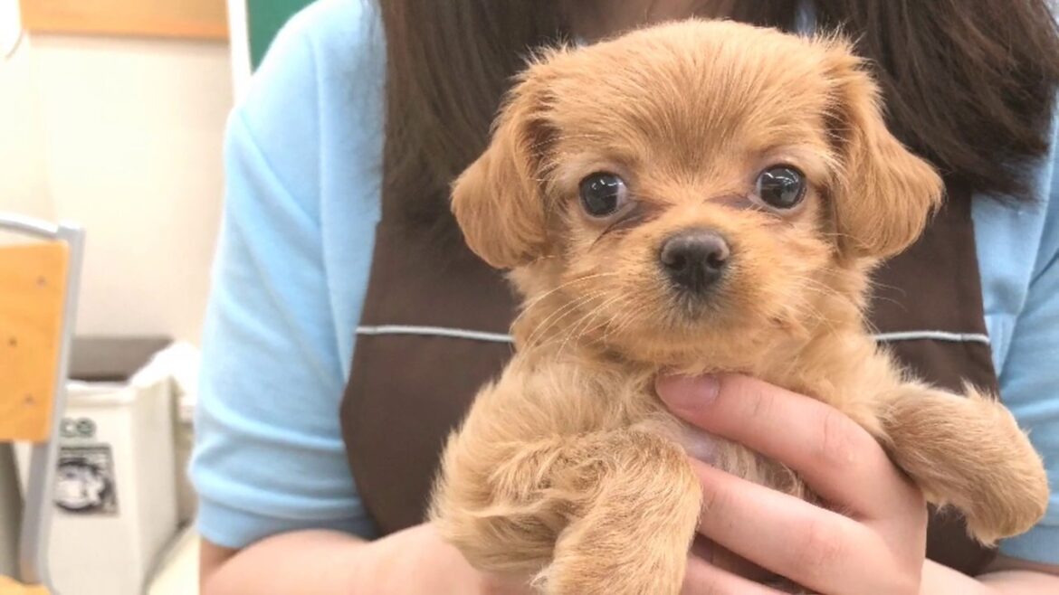 【MIX】パパはトイプードル！ママはイタリアングレーハウンド！