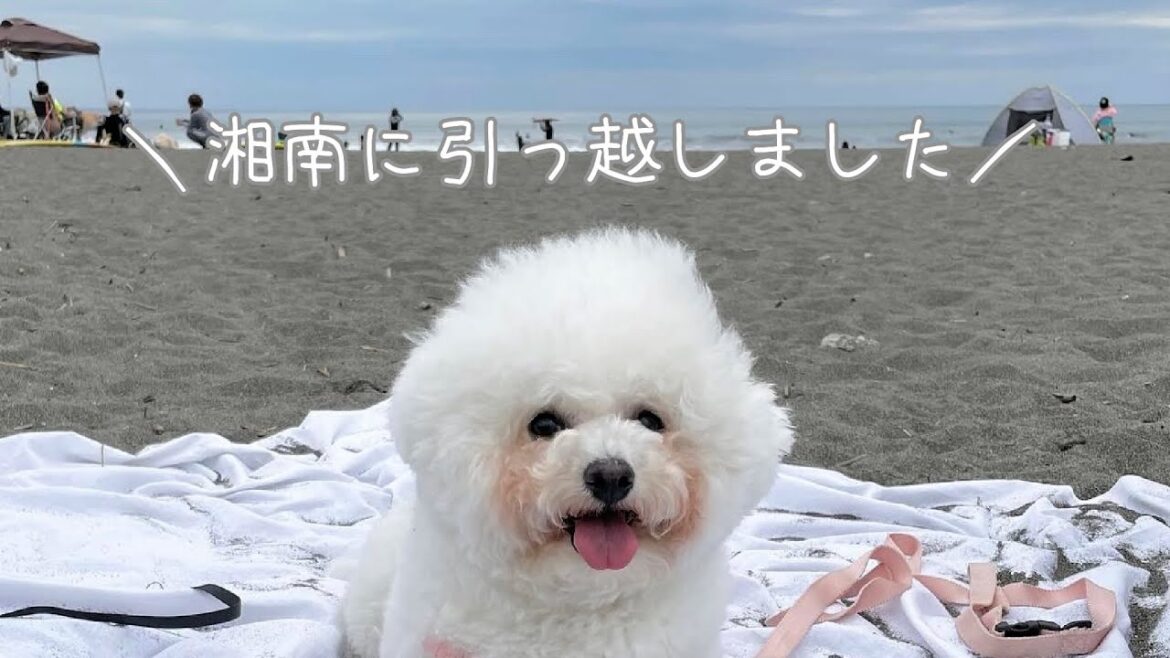 東京から湘南に引っ越しました|ビションフリーゼ犬 東京から湘南に引っ越しました|ビションフリーゼ犬