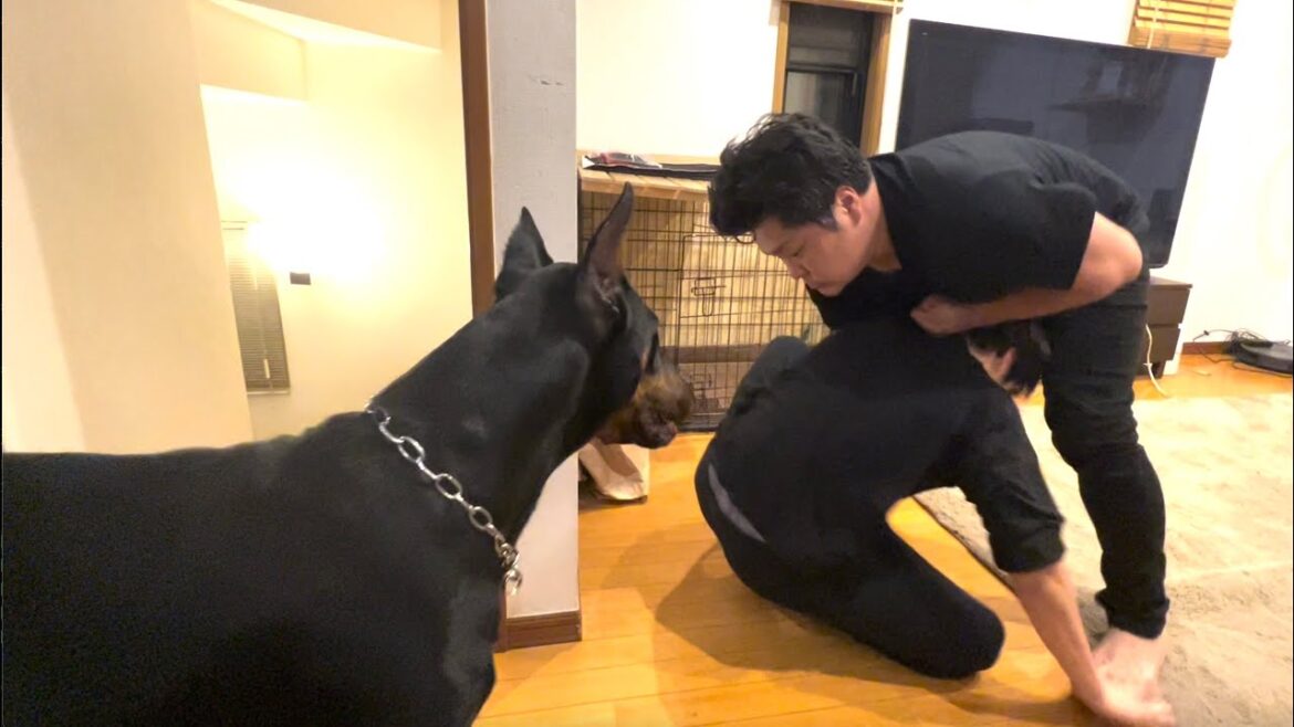 父親に歯向かう長男にブチ切れ!その姿にドーベルマンは凍りつくが最終的には… 父親に歯向かう長男にブチ切れ!その姿にドーベルマンは凍りつくが最終的には...