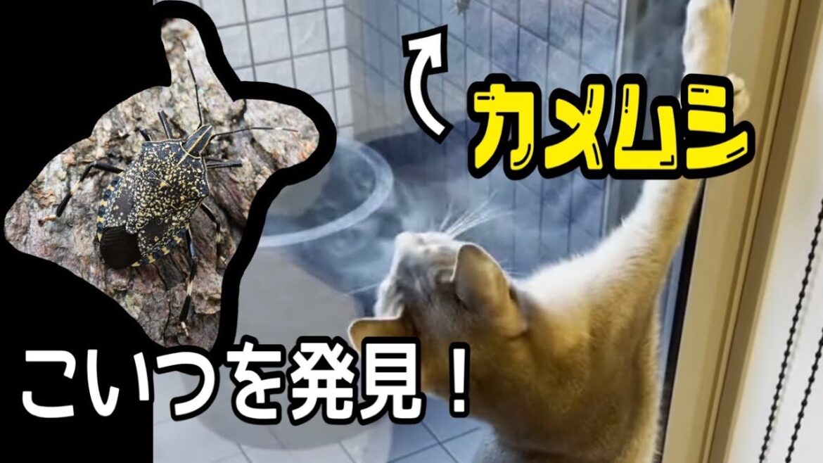 アビシニアンとの日常 11【カメムシを発見！】