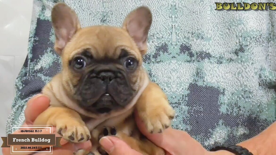 ☆フレンチブルドッグ☆子犬☆ーブサカワ専門犬舎ーBULLDON'S
