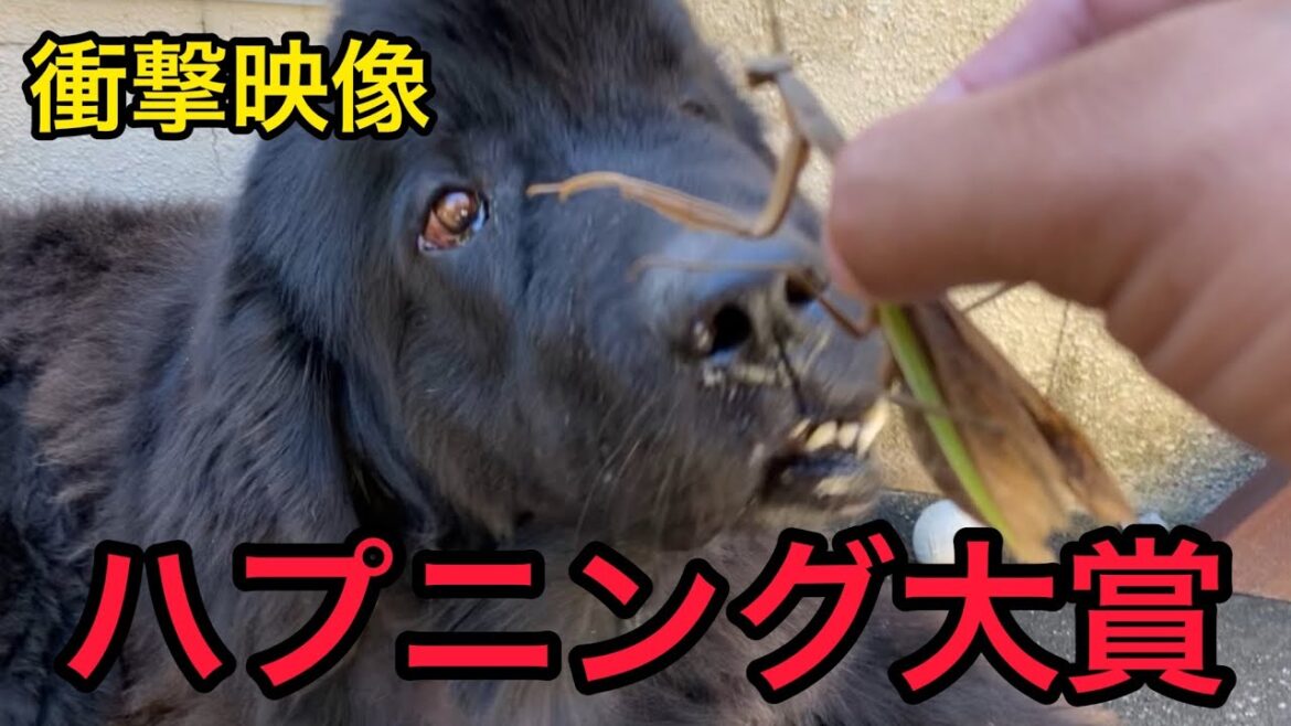 ⚠️要注意⚠️ハプニング映像 絶対ダメ やめて😱 ニューファンドランド ボス君 グレートデン クィーンちゃん 大型犬 超大型犬 ハプニング大賞 渡辺ボス