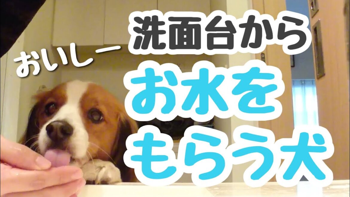 洗面台で水をもらうコーイケルホンディエ①【kooikerhondje】