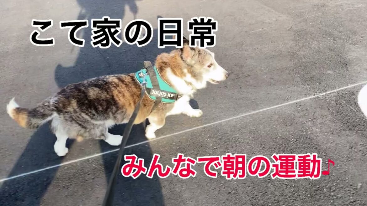 みんなで朝の運動♪ ☆ウェルシュコーギーカーディガン４頭との日常風景☆