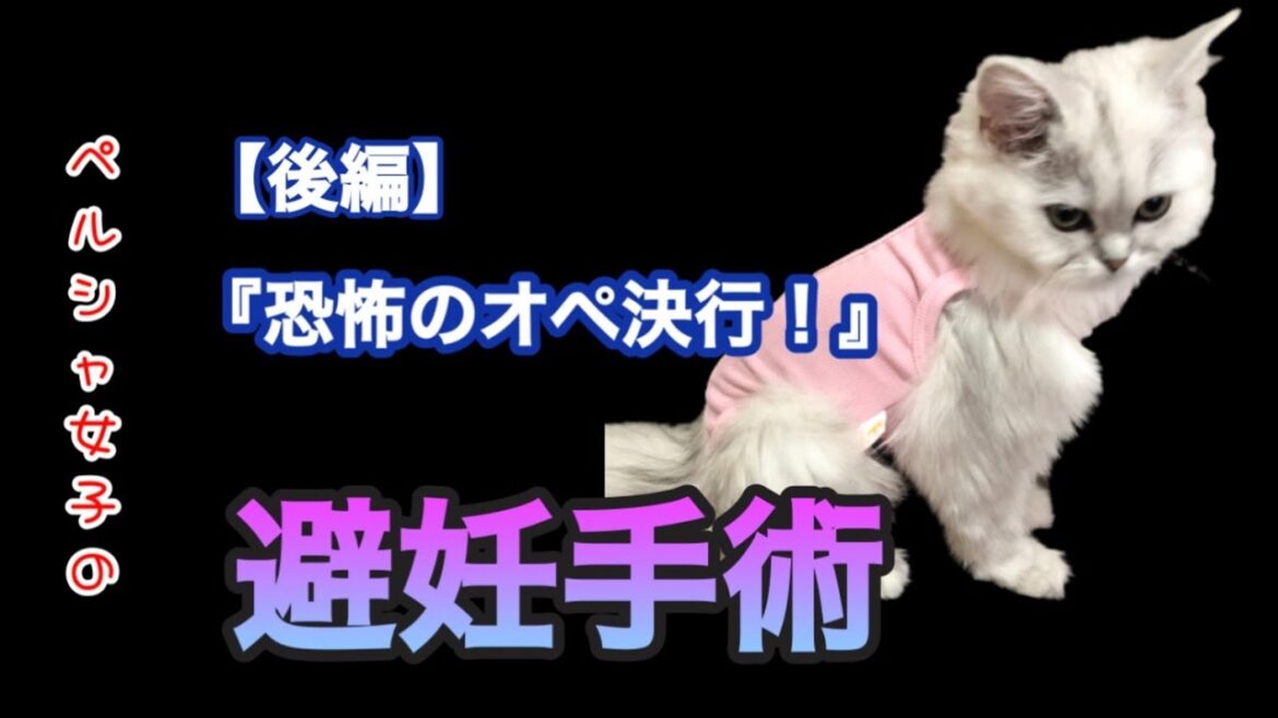 【後編】ペルシャ女子の避妊手術！恐怖のオペ決行！【避妊手術】