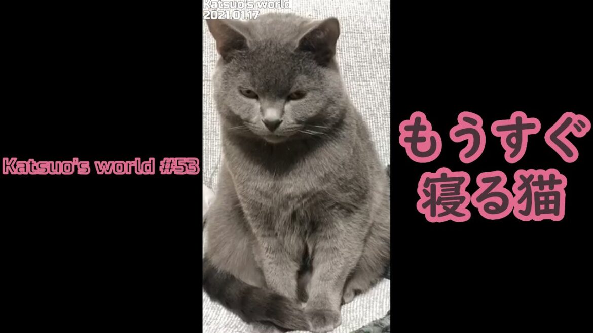 【Shorts】もうすぐ寝る猫【シャルトリュー/猫のかわいい動画】 【Shorts】もうすぐ寝る猫【シャルトリュー/猫のかわいい動画】