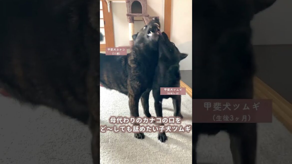 甲斐犬の子犬｢だいすき！｣アピールが可愛すぎる #shorts