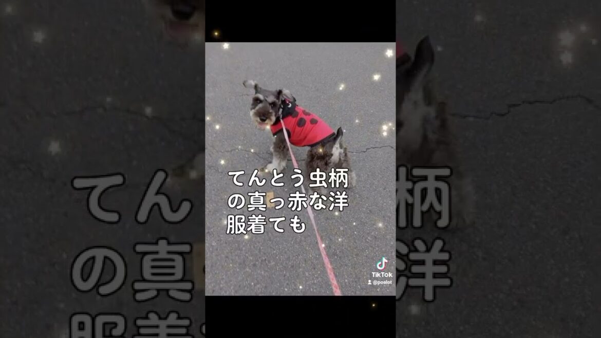 #犬の気持ち #ミニチュアシュナウザーあるある