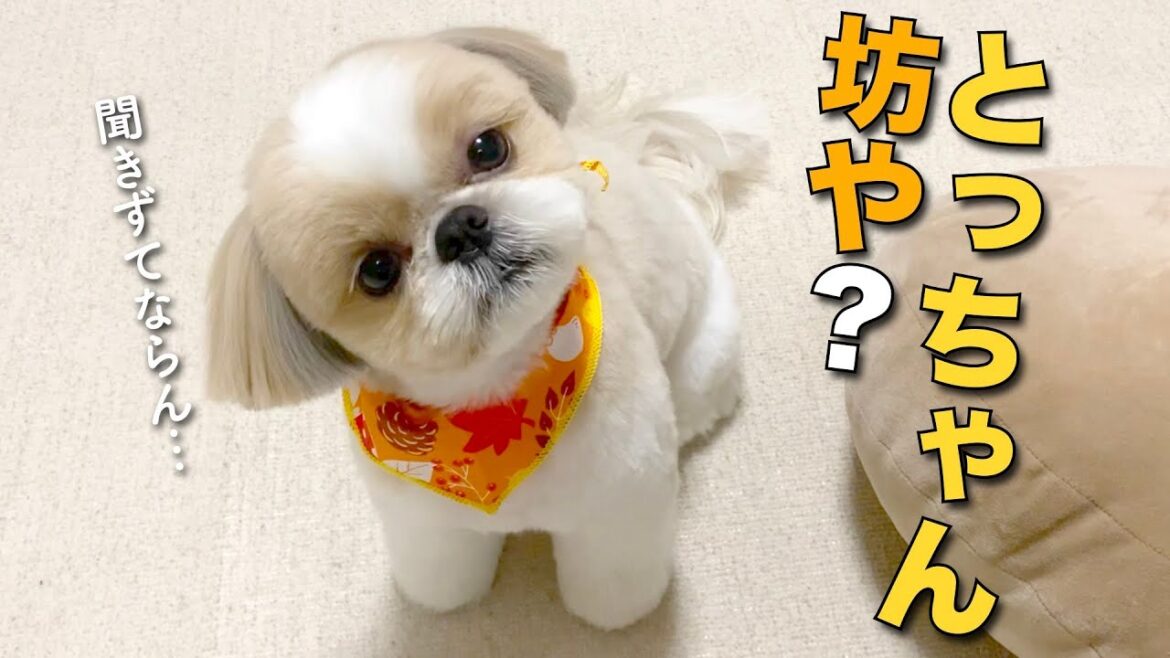 【シーズー】とっちゃん坊や！？トリミング直後の可愛いシーズー坊やはコチラです w【208】