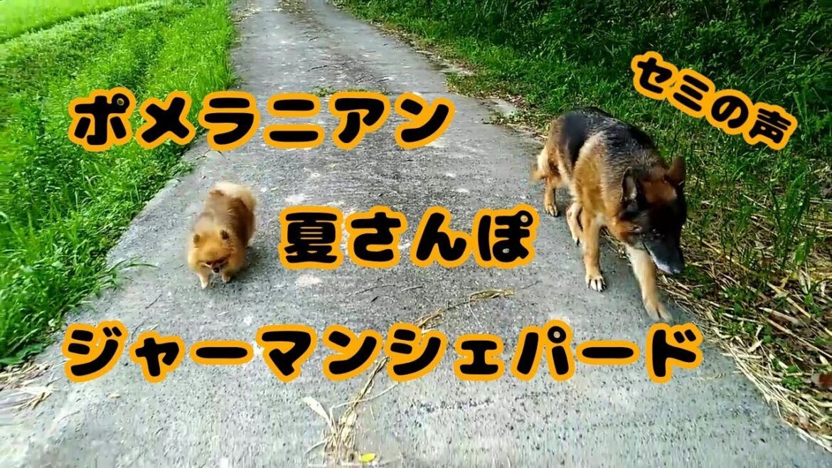 【ポメラニアン】日常 04【ジャーマン･シェパード･ドッグ】