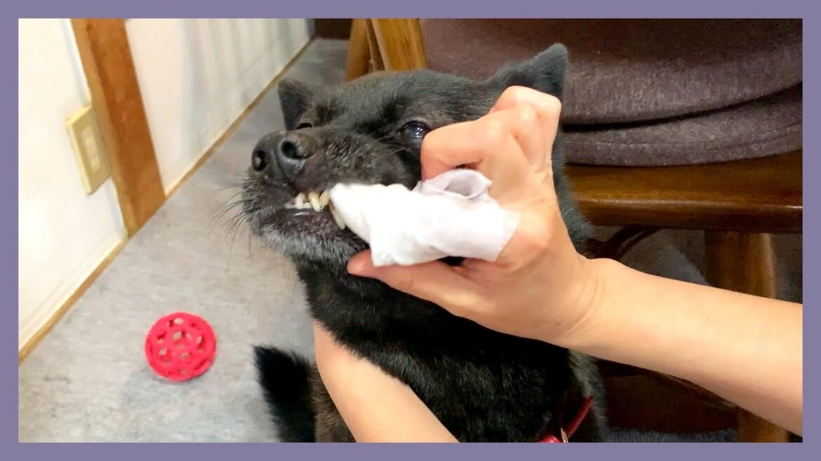 【甲斐犬】飼い主に褒められたくて大嫌いな歯磨きを頑張る甲斐犬が可愛すぎる！