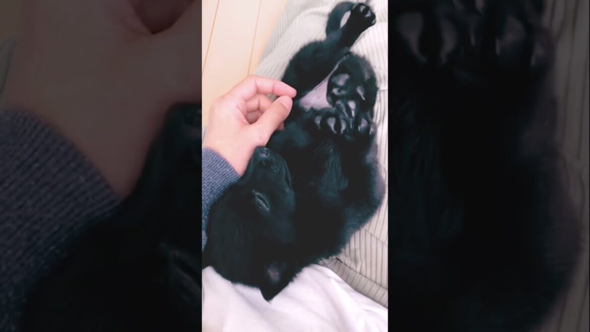 可愛すぎ🥺🥺スキッパーキパピー #short #puppy #schipperke