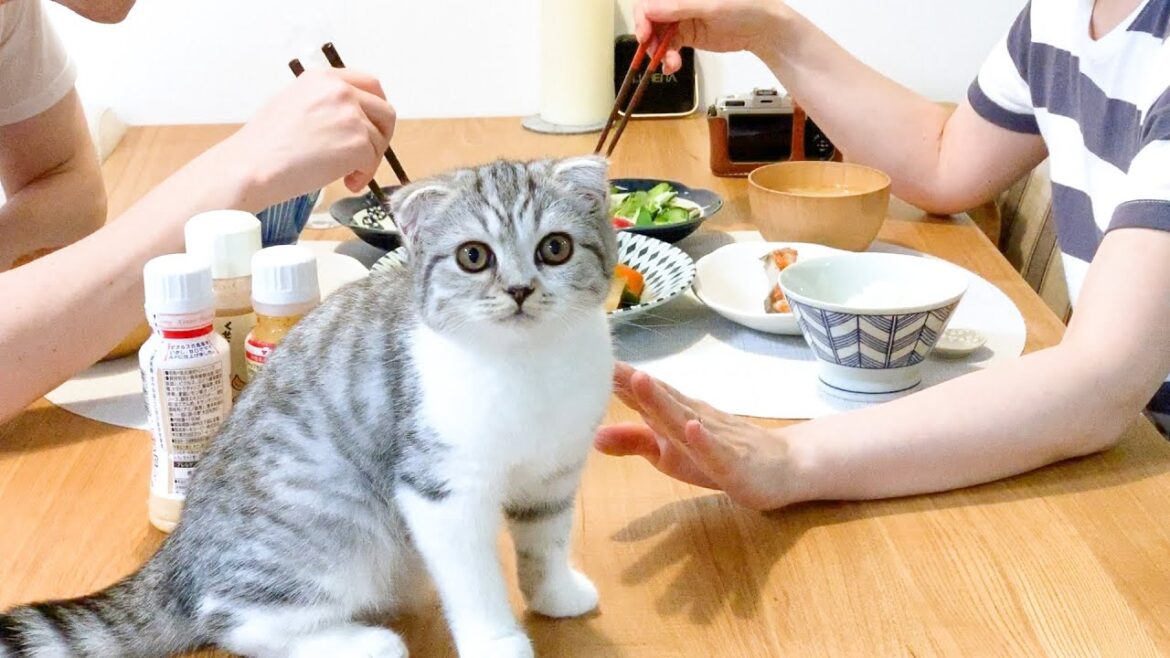 人が食事中の猫の変化。子猫と成猫ではこんなに違う！［スコティッシュフォールド・ぐう］