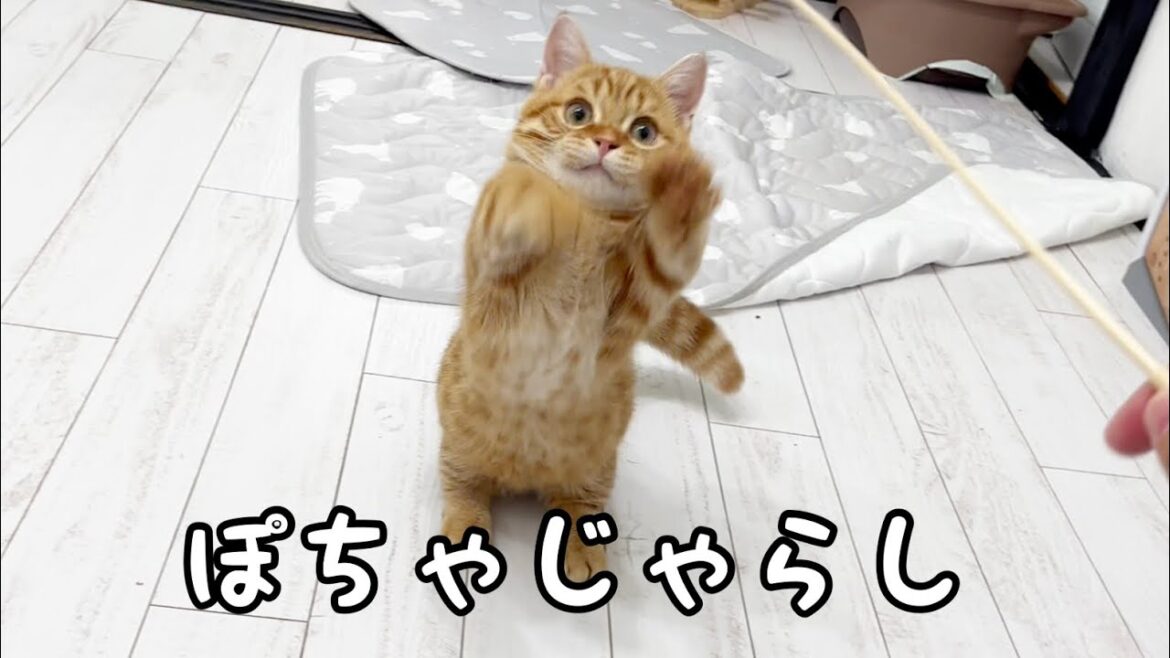 マンチカンの子猫ぽちゃくん全力であそびます💓
