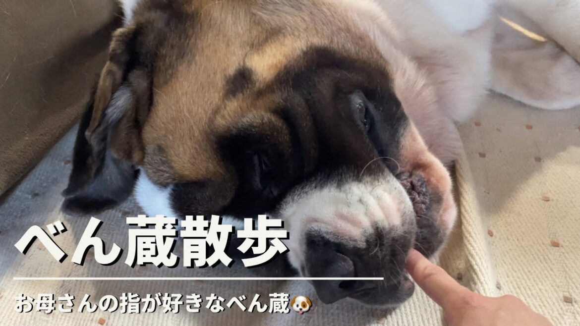 【セントバーナード】べん蔵はママの指が好き🐶