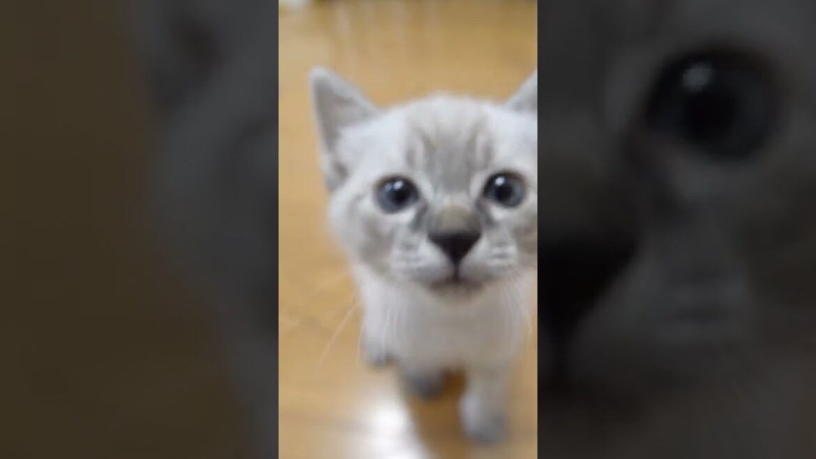 よだれが出るかわいさ！こねこの撮り方。シャムミックスの子猫ごーすけ編 #Shorts