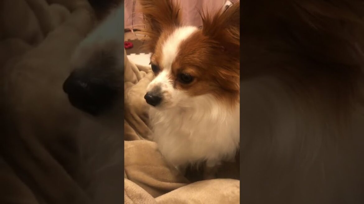 眠そうなパピヨン