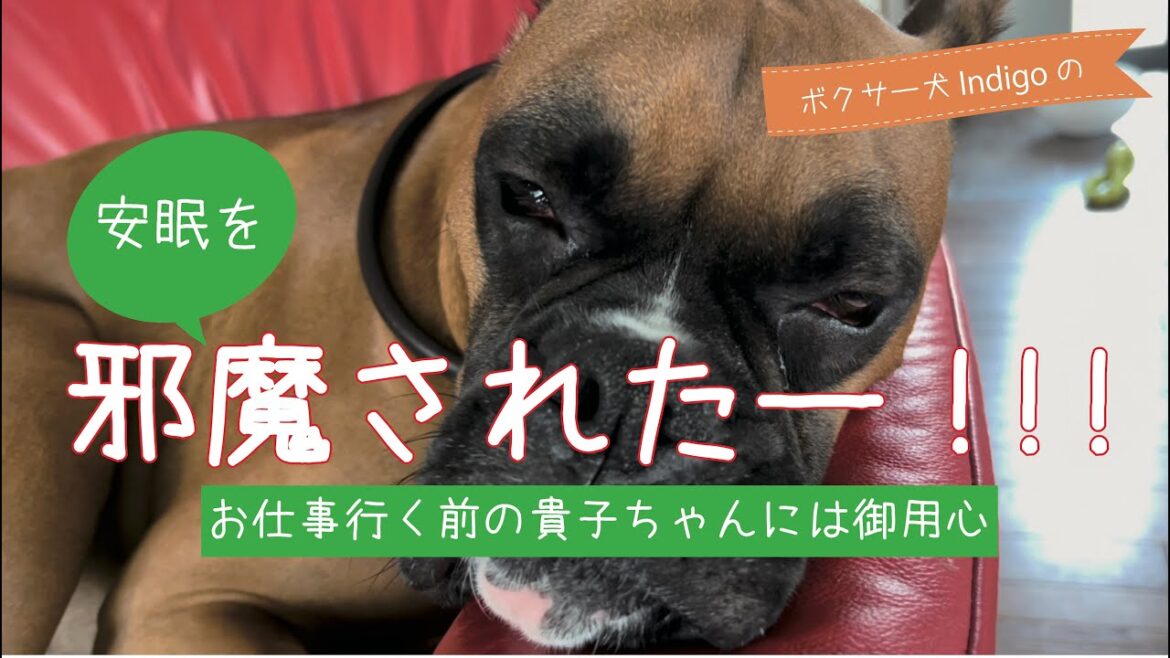 【ボクサー犬 Indigo】朝のひととき。僕すごく眠たかったのに邪魔された！！