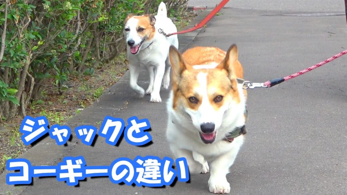 ジャックラッセルテリアとコーギーの特徴を比較～最後はコタ飯です