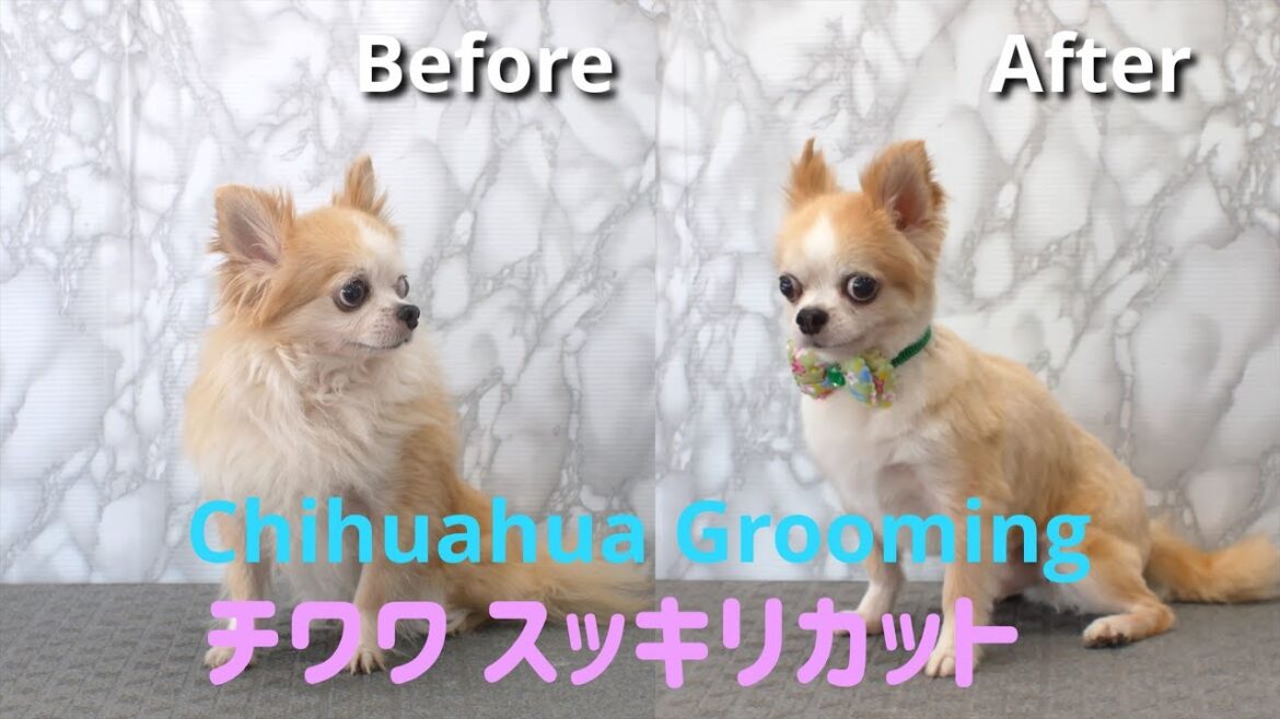Chihuahua Grooming チワワちゃんスッキリカット