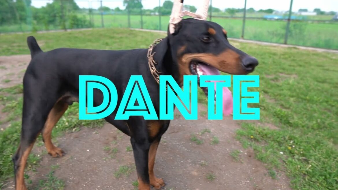「予告編」ドーベルマン、ダンテに遭遇 「予告編」ドーベルマン、ダンテに遭遇
