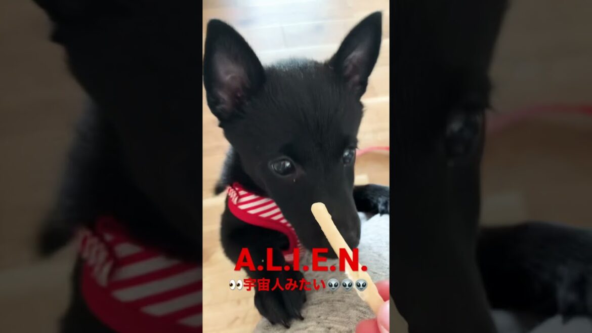 クリクリ👀が宇宙人みたいなスキッパーキのパピー #schipperke #puppy #short