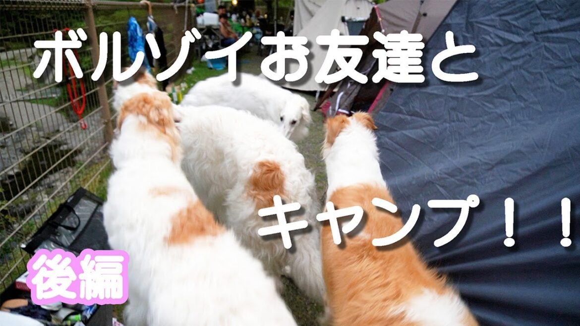大型犬とキャンプ！！ボルゾイ同士みんな仲良しすぎて集団行動(笑)【可愛い大型犬】後編
