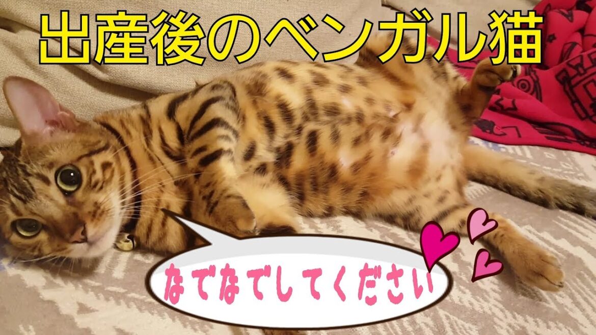 出産後のベンガル猫のベルの甘えたオネダリ攻撃が可愛い
