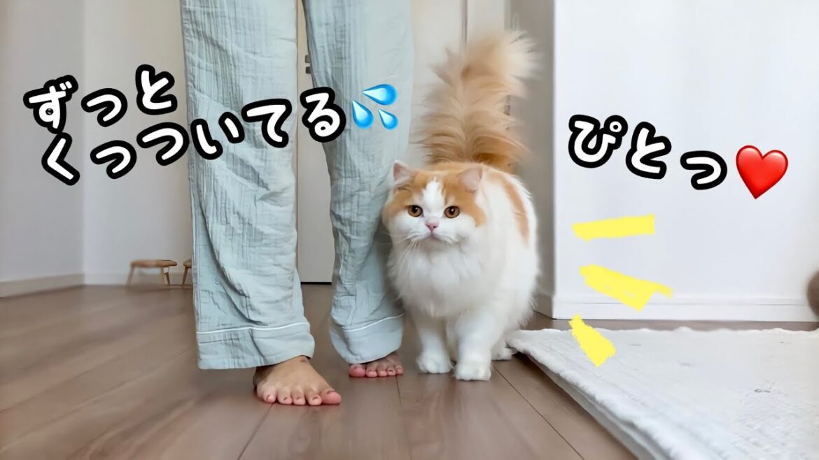 くっついて離れなくなった彼氏感強めな猫w くっついて離れなくなった彼氏感強めな猫w