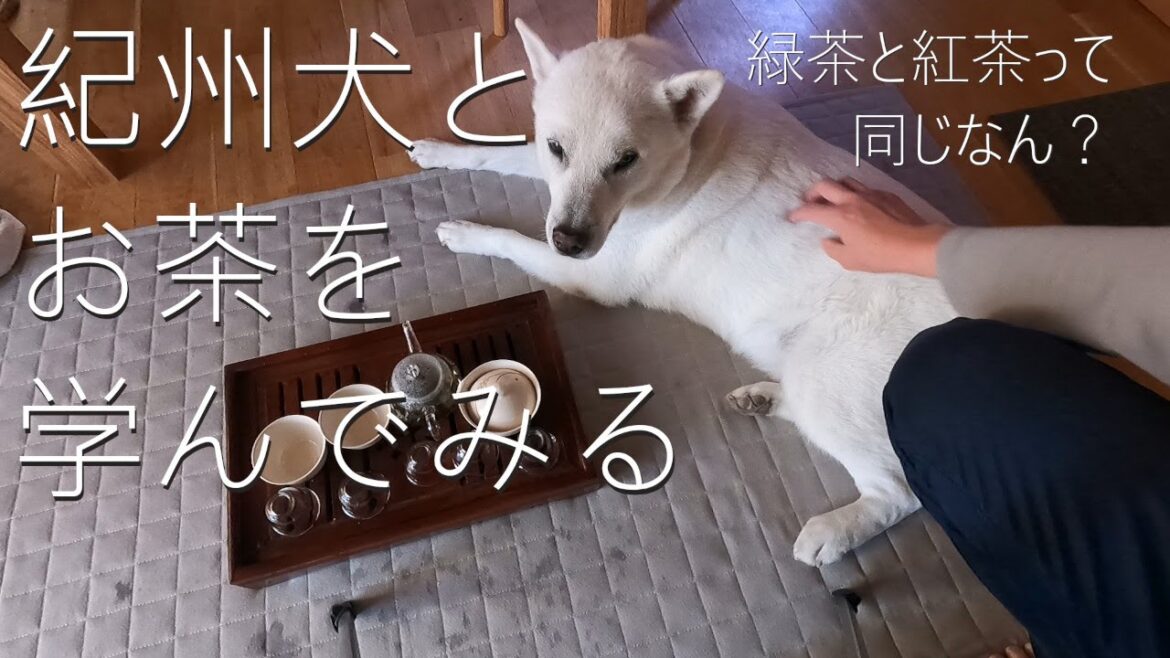 【第12回】紀州犬と「お茶」について学ぶ。