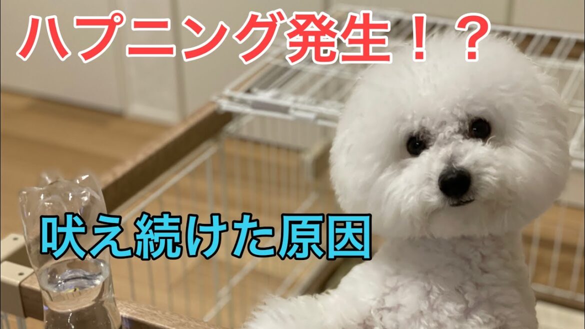 アクシデント発生！？犬の鳴き声で目覚めた朝の様子【ビションフリーゼ】