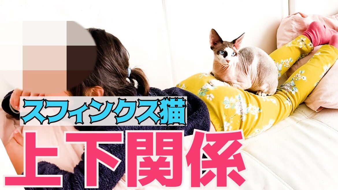 106:スフィンクス猫ヨーダ上下関係