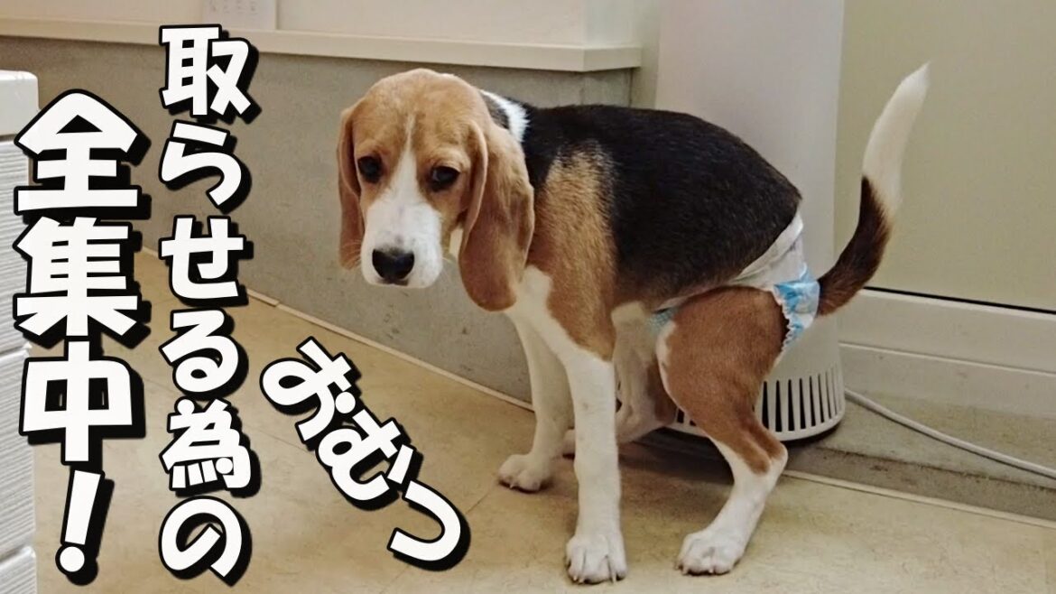 『おむつ』をどうにかして脱がせようとするビーグル犬