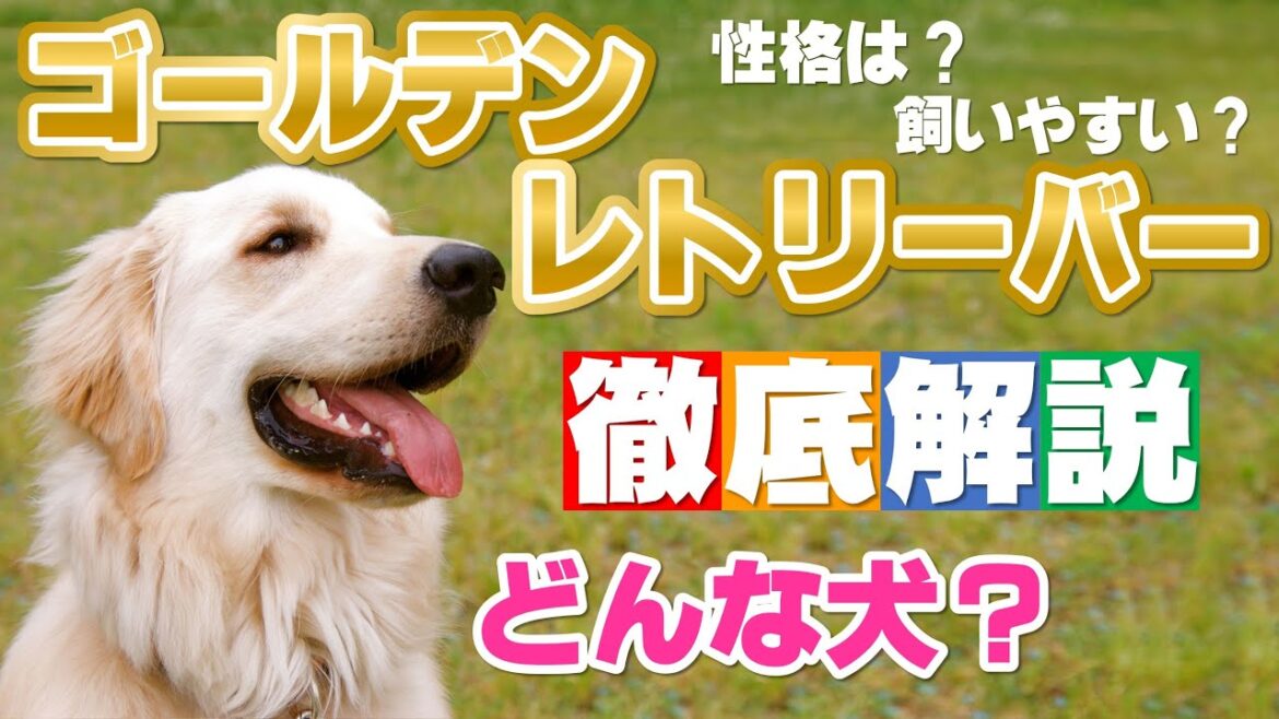 【大型犬人気No1.】ついに登場！ゴールデンレトリーバーについて徹底解説！