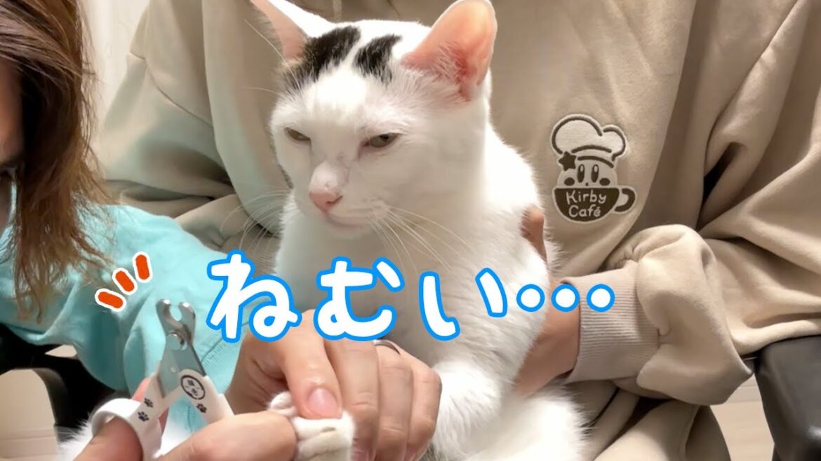 久々の爪切りも余裕で眠くなっちゃう猫たち…！