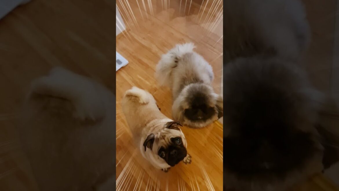 ストーカー犬～ペキニーズ 子犬とパグ Funny pug dog & Pekingese #shorts