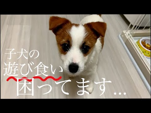 子犬の遊び食いをしつけします/ジャックラッセルテリア/puppy/He likes to play better than rice 子犬の遊び食いをしつけします/ジャックラッセルテリア/puppy/He likes to play better than rice