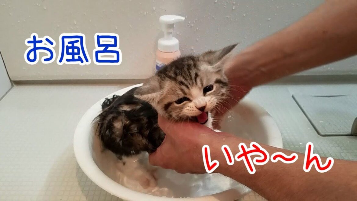 マンチカン子猫の初めての入浴シーン - Munchkin kitten's first bathing scene -