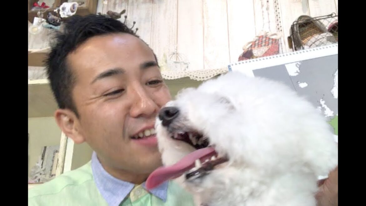 【意外にレア!?】ふわふわでモコモコの犬！ビションフリーゼってどんなワンコ？