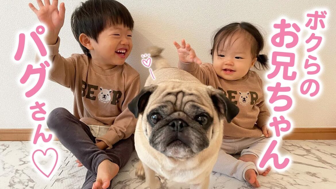 いつもそばには、パグのお兄ちゃん♡ 弟と妹を溺愛するお兄ちゃんの優しすぎる日々♪