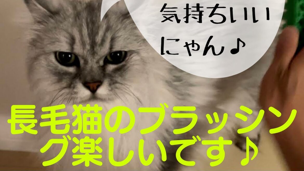 【猫品種ラガマフィン】猫のブラッシングは楽しいです