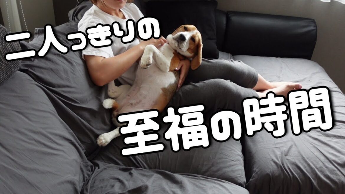 パパっ子のビーグル犬がママと二人きりの時に見せる姿がこちらです