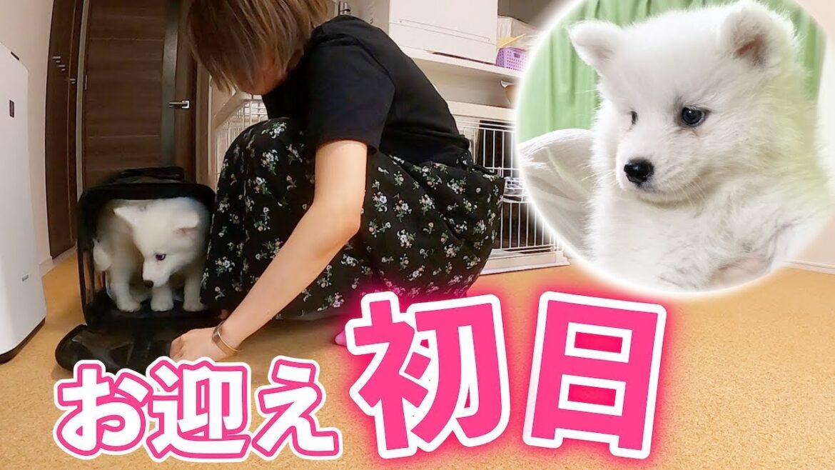 サモエドの子犬がやって来た！！大型犬との生活が幕を開ける！可愛すぎる天使…！！