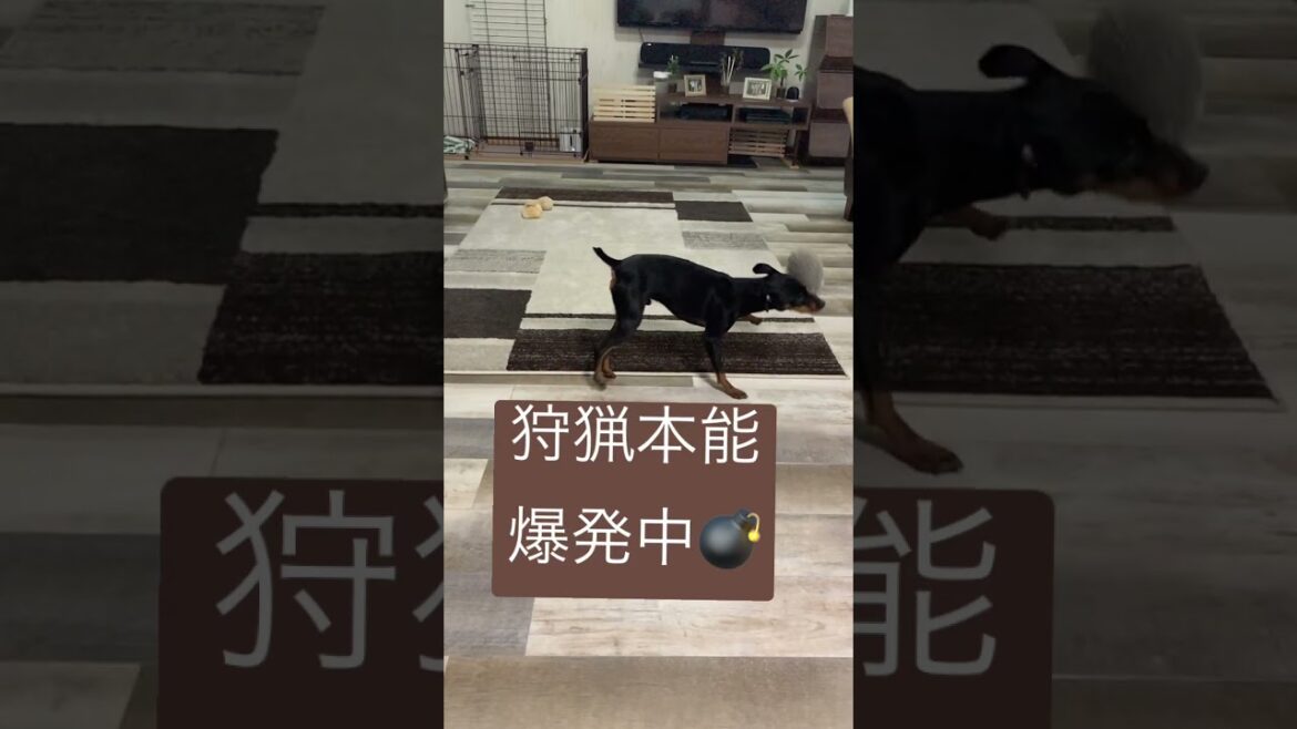 【遊び】本能爆発❣️ #ミニチュアピンシャー  #miniaturepinscher  #犬　#狩