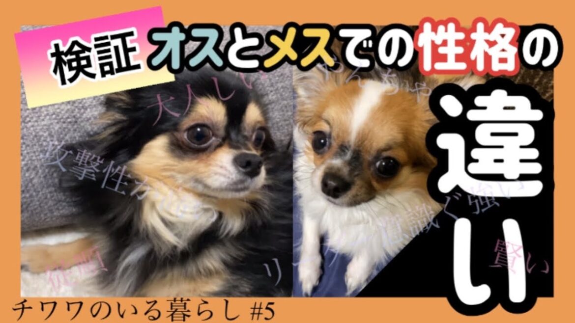 チワワのオスとメスでの性格の違いを検証してみた【チワワのいる暮らし #5】