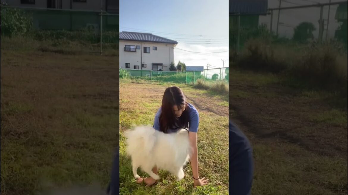 飼い主の腕を8の字にくぐり抜ける日本スピッツが楽しそう　#dog #shorts