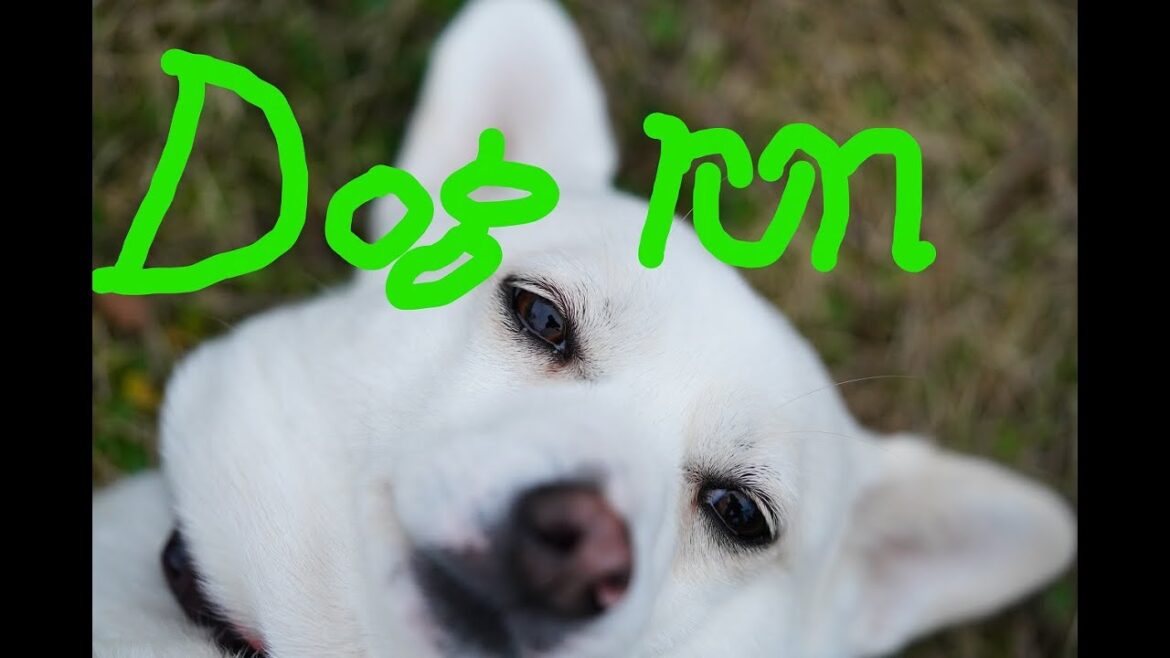 ドッグラン「Dogs in Dog run」α101